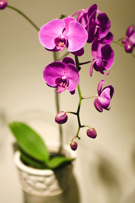 Orchids