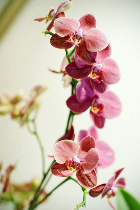 Orchids