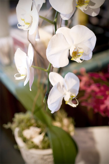 Orchids