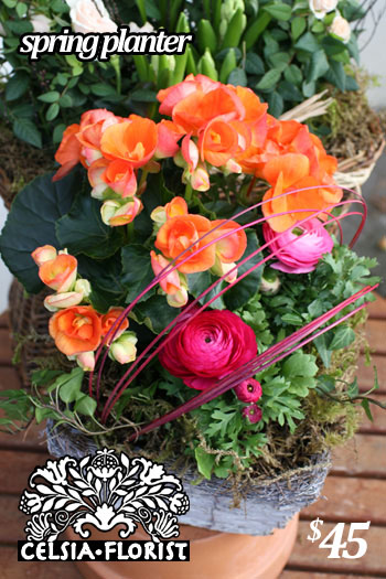 Vancouver Flowers, Spring Planter
